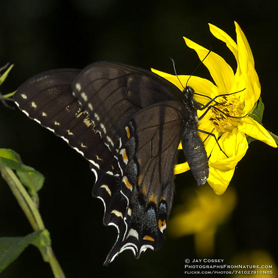 Papilio glaucus female (live, aberrant, mohican state park, ashland cnty, ohio, 7-29-2012) 4 (Internet Image property of respective owner, non-commercial use only)